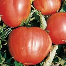 7371 1 pomodoro cuor di bue nr 200 se.jpg