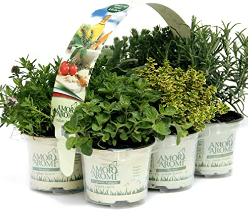7970 1 piante di erbe aromatiche in v.jpg