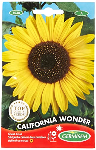 9221 1 germisem california wonder sem.jpg
