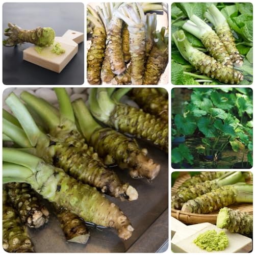 9356 1 100 pc semi di wasabi orto de.jpg
