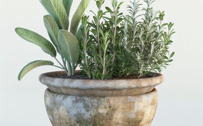 salvia e rosmarino nello stesso vaso