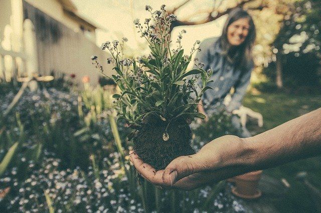 giardinaggio consigli prodotti online