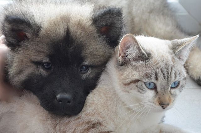consigli prodotti online animali